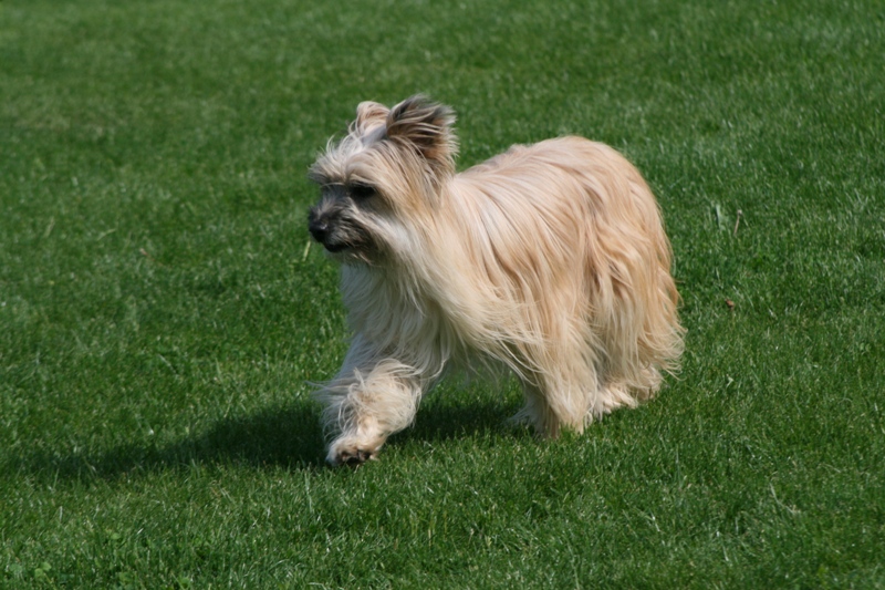 Violeta De l'opale fleurie