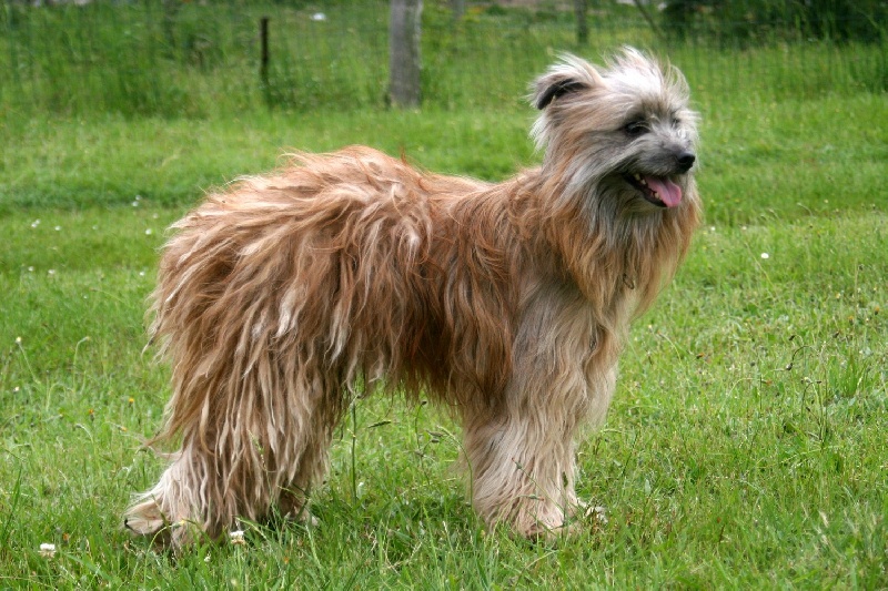 Anéou De l'opale fleurie