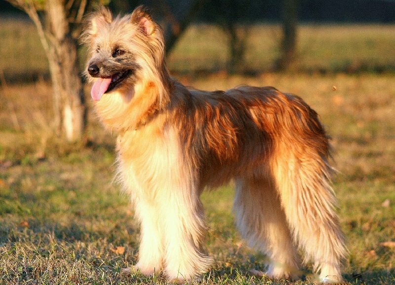 Sonnaille De l'opale fleurie
