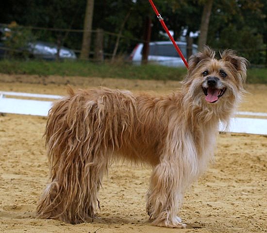 Perle De l'opale fleurie